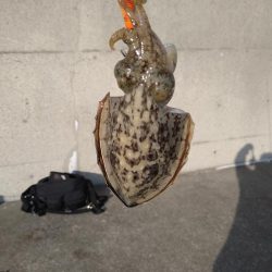 ミスバイト多発